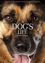 Image result for Cool Dog DVD