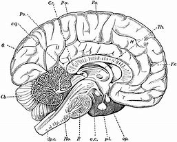 Image result for Consciousness Universe Brain