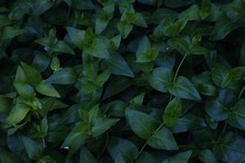 Image result for 2560X1440 Plant Wallpaper Green