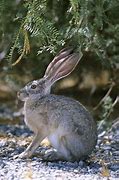 Image result for Hare 6s