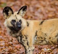 Image result for Canidae