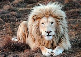 Image result for Lion Mane