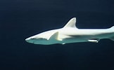 Afbeeldingsresultaten voor "carcharhinus Acronotus". Grootte: 162 x 100. Bron: www.zoochat.com