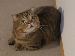 Image result for Lulu The Cat Growl