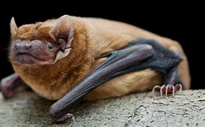 Image result for Noctule Bat Call