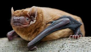 Image result for Common Noctule Bat