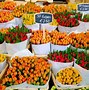 Image result for Famous Flower Fields