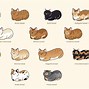 Image result for Cat Loaf From Below