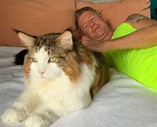 Image result for biggest cats ever