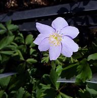 Image result for Anemone nemorosa Allenii