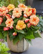 Image result for Begonia Picotee -geel-