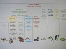 Animal Classification Chart And Cards Practical Pages