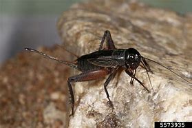 Image result for Cricket Species