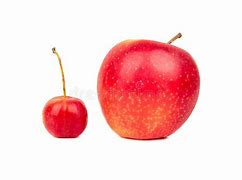 Image result for Tall and Small Apple