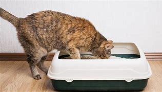 Image result for Cat Using Litter Box