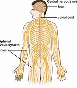 Image result for Spinal Nerve Root Anatomy