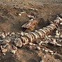 Image result for Dinosaur Bones in Ground