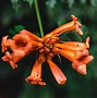 Image result for Cypress Vine Zone 5