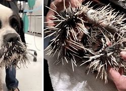 Image result for Dog with Porcupine Quills