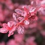 Image result for Berberis stenophylla