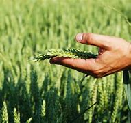 Image result for agronlm�a