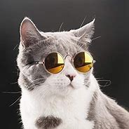 Image result for Stylish Cat Meme