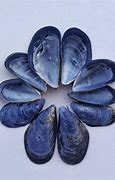 Image result for Icy Blue Mussels
