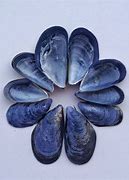 Image result for Mussel Colour