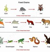 Image result for Foxes Food Chain