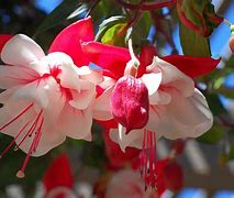 Image result for Fuchsia Pink and Red