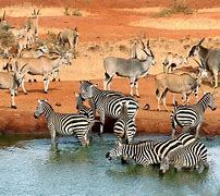 Image result for Kenya Safari Parks