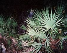 Image result for Florida Skunk Ape