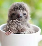 Image result for Super Cute Baby Sloth