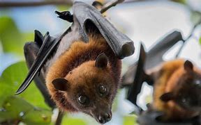 Image result for Are Bats Birds