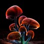 Image result for Mushroom Art Wallpaper