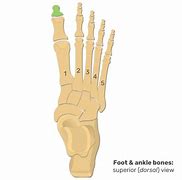 Image result for Right Distal Circumference Foot