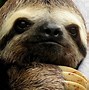 Image result for Rocket Sloth Twittwer