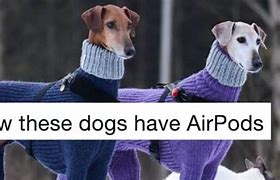Image result for AirPod Dog Meme