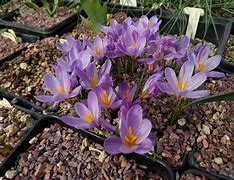 Image result for Crocus kosaninii