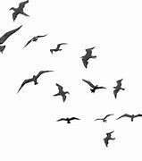 Image result for Flying Bird Silhouette Transparent