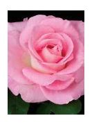 Image result for Rose Color Background
