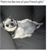 Image result for Laughing Chihuahua Meme