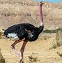 Image result for Biggest Animal to Walk the Earth