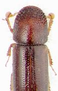 Image result for Taphrospilus Trochilidae