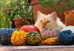 Image result for Grumpy Cat Thanksgiving Wallpaper