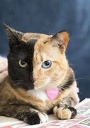 Image result for World Best Cat