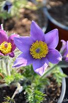 Image result for Pulsatilla vulgaris Pinwheel Blue Violet