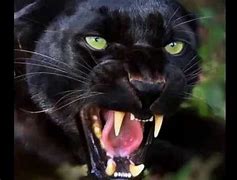 Image result for Black Panther Attack