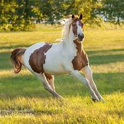 Image result for Chestnut Paint Horse