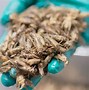 Image result for Feeding Crickets